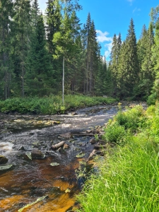 Северные олени